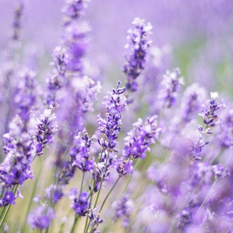 10 Uses For A Lavender Scented Body Wrap