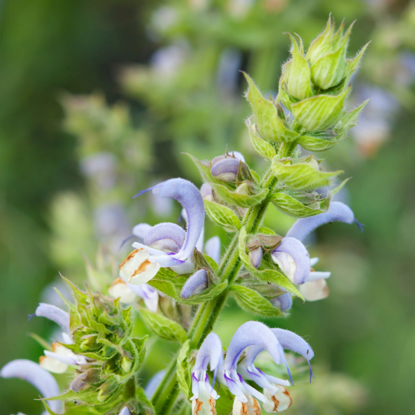 clary sage