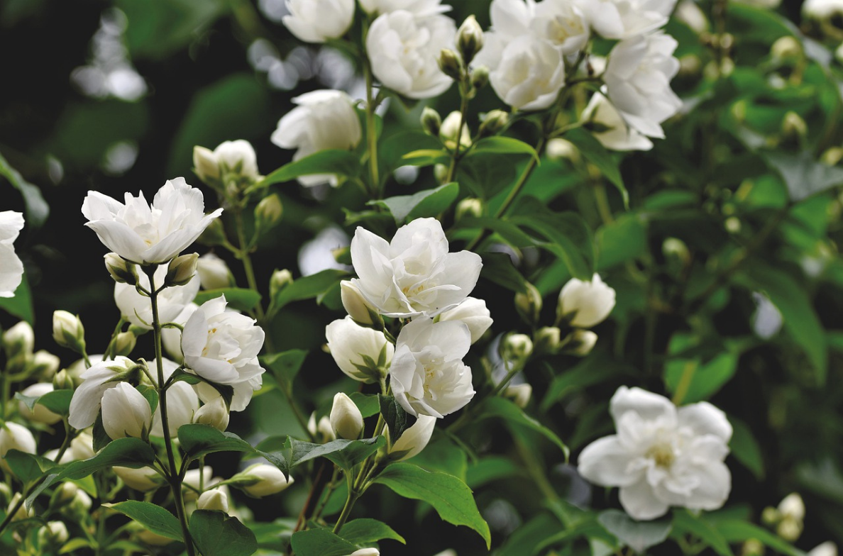 What Are The Benefits Of Jasmine Oil?