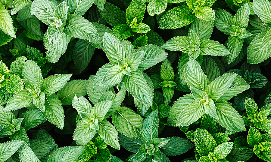 Benefits Of Spearmint Essential Oil